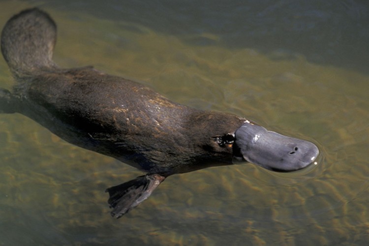 The Platy Project: Spotting Platypus and Supporting Waterways