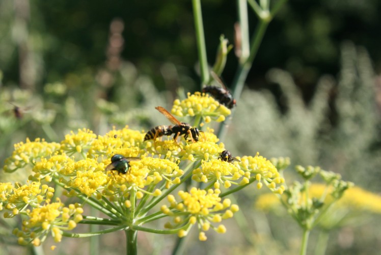 The Power of Beneficial Insects and Trees on Farms