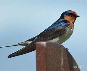 Keeping Swallows at Bay: A Guide for Gardeners, Farmers, and Bird Lovers