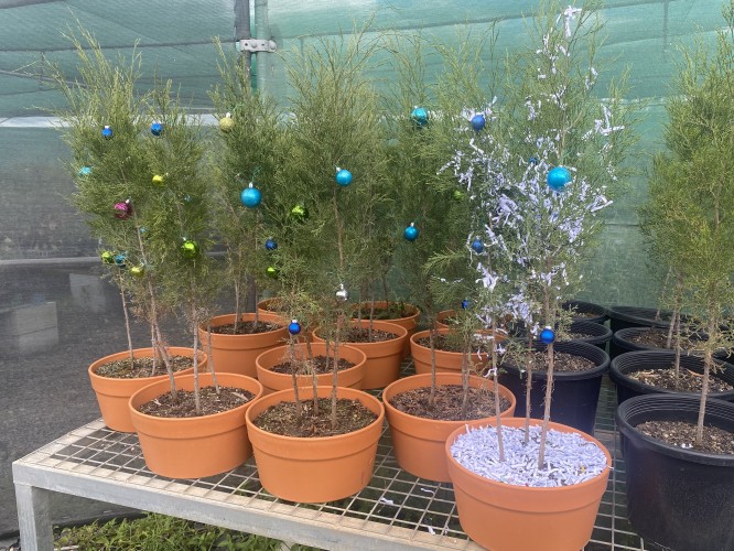 Sprouting Joy This Festive Season: Nursery News & Holiday Updates