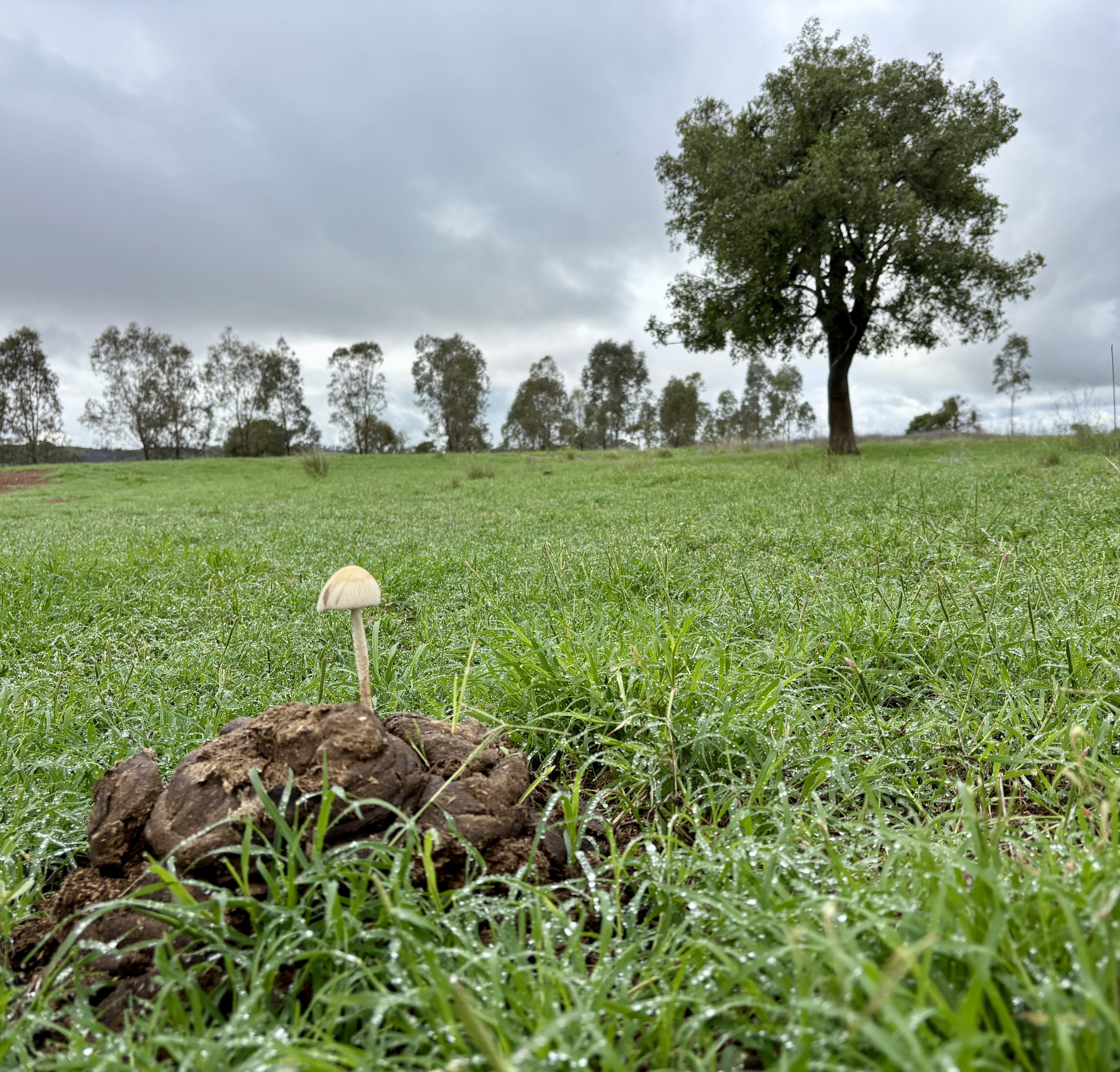 Call-out for Local Landholders – Nemingha, Loomberah, Dungowan & Woolomin