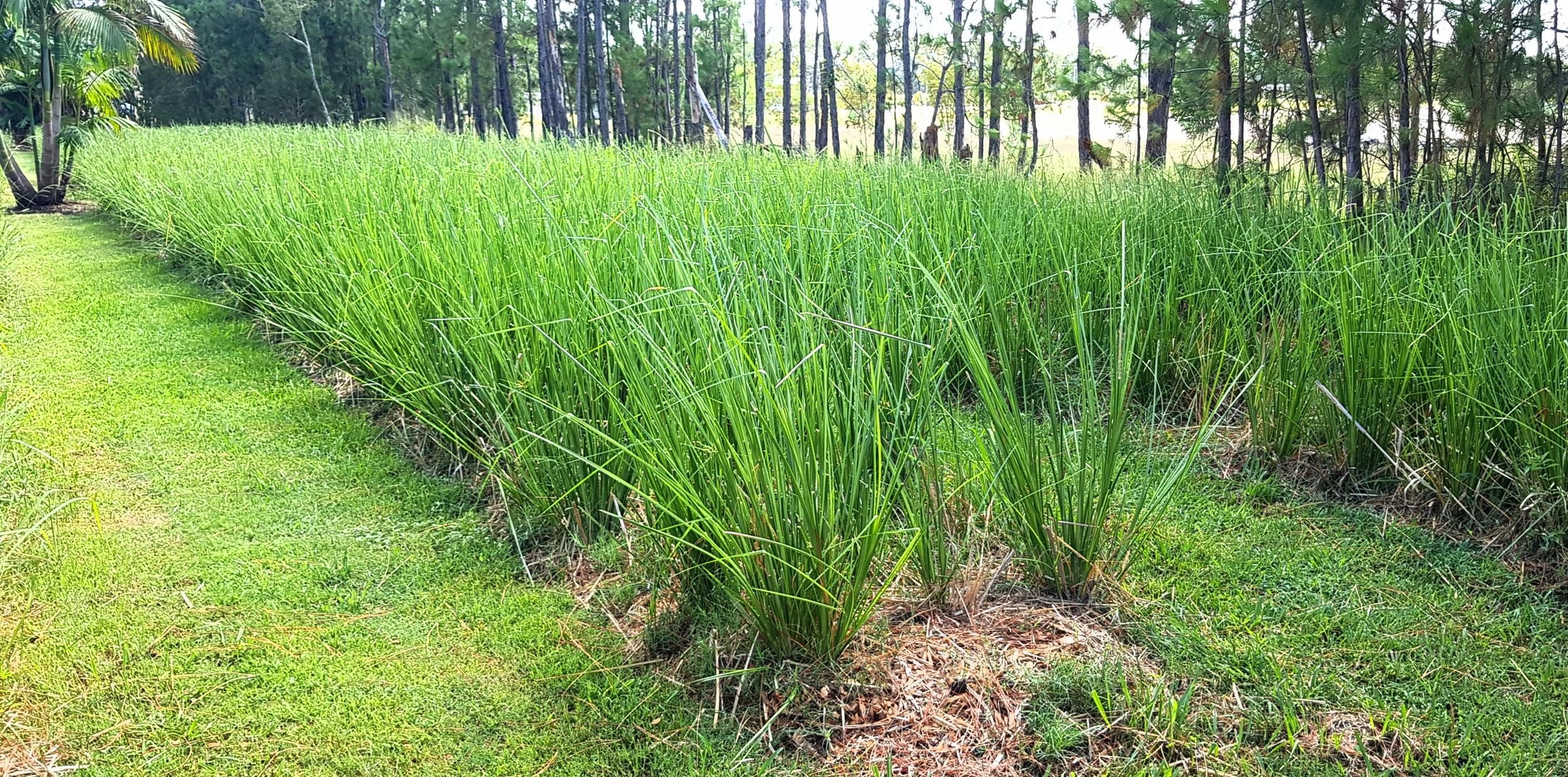 Vetiver (Chrysopogon filipes)