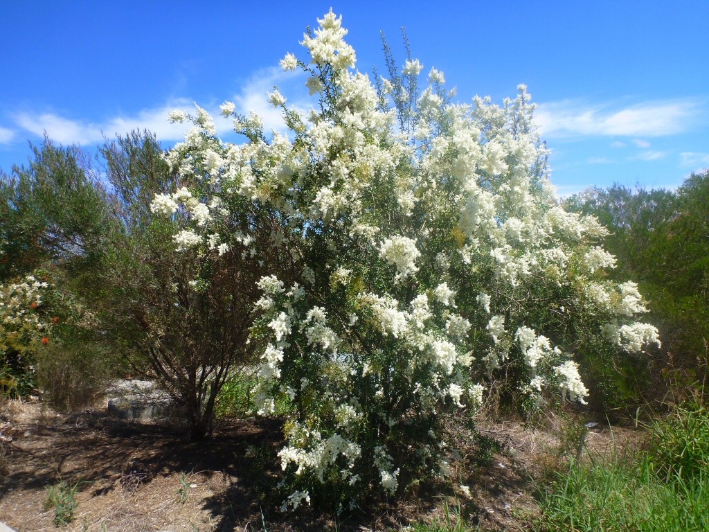 Bird habitat plants